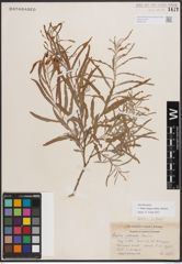 Foto von Salix exigua subsp. interior (Rowlee) Cronquist